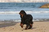 KING CHARLES SPANIEL 081